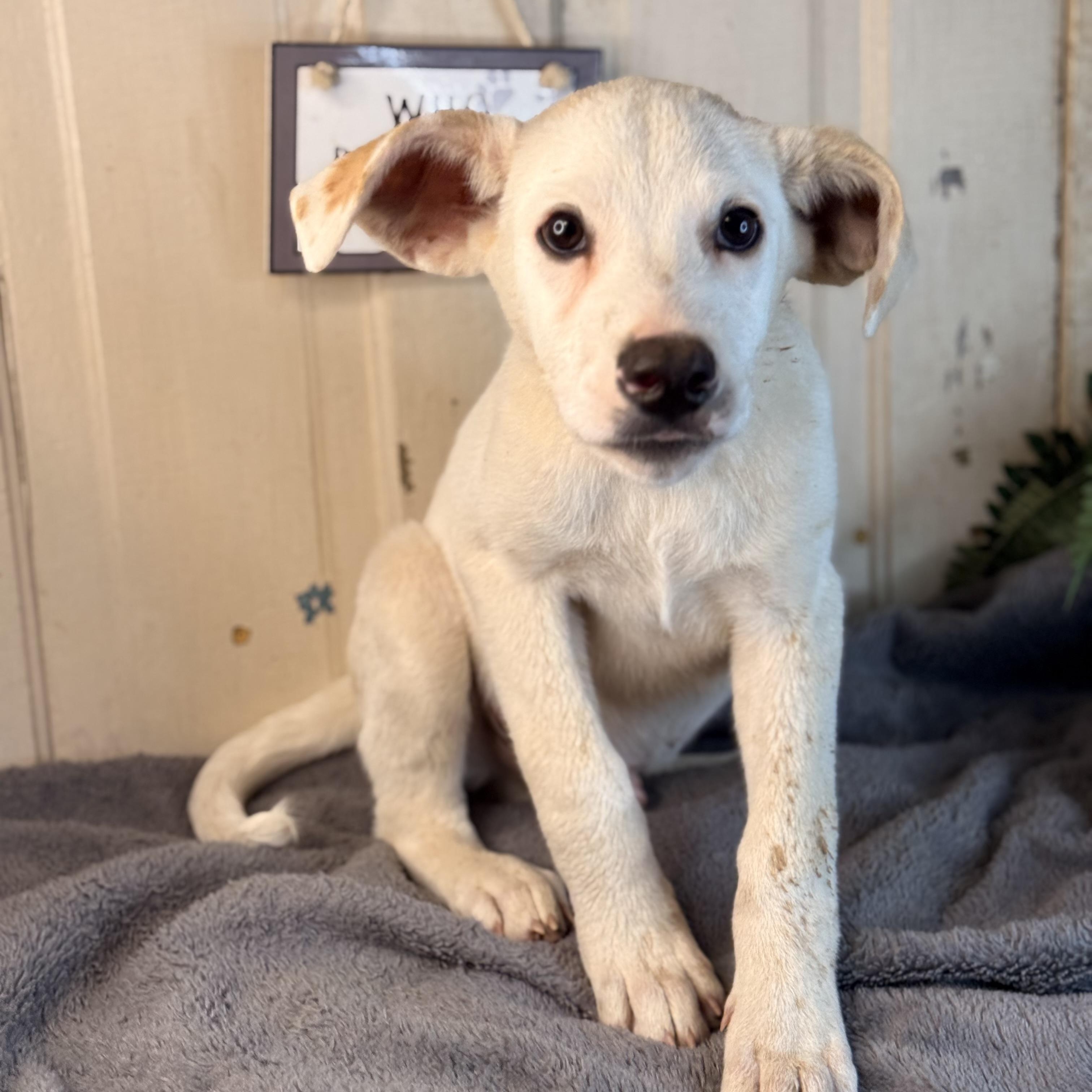 Hudson (150 adoption fee), a Adoptable mixed breed in Davenport, IA image 3/6