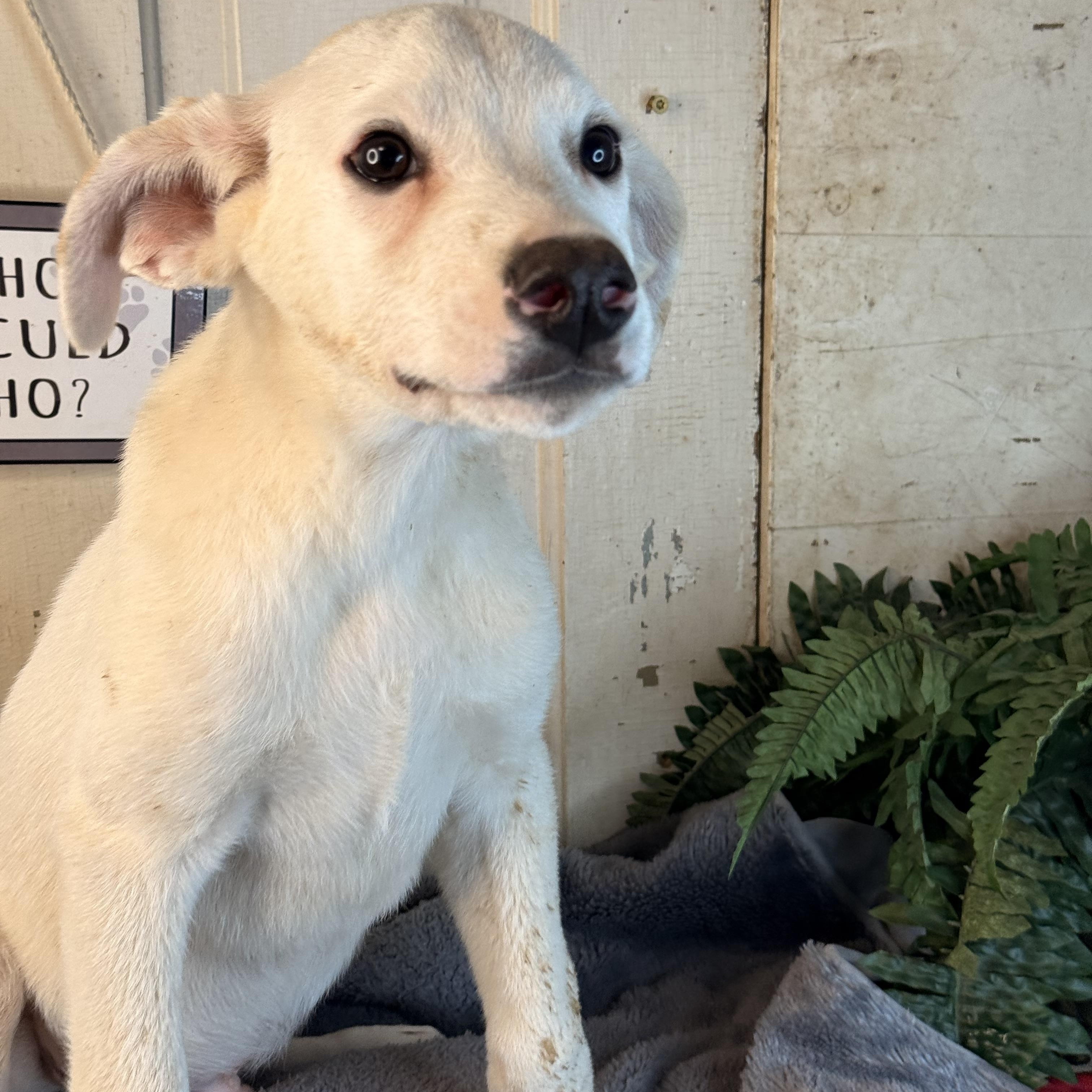 Hudson (150 adoption fee), a Adoptable mixed breed in Davenport, IA image 5/6