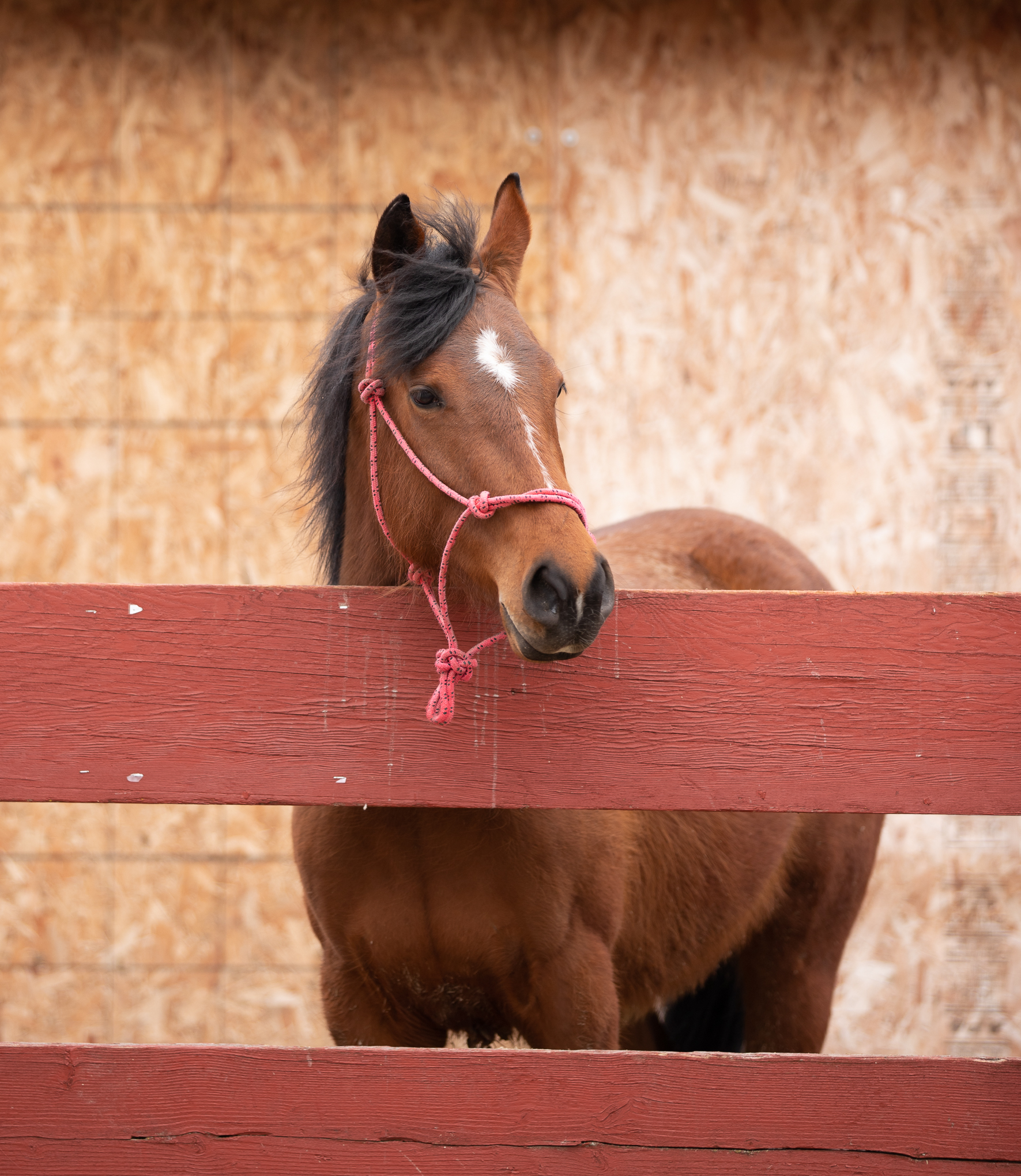 Enlarge Gigi, a Adopted Morgan in Elkhart Lake, WI image 1/1