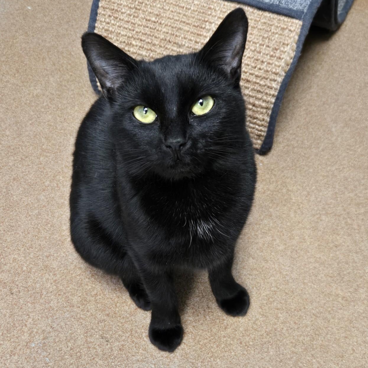 Enlarge Bobbi, a ADOPTABLE Domestic Short Hair in Norwalk, CT image 1/3