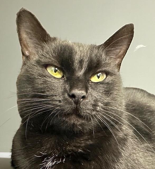 Enlarge Bobbi, a ADOPTABLE Domestic Short Hair in Norwalk, CT image 2/3