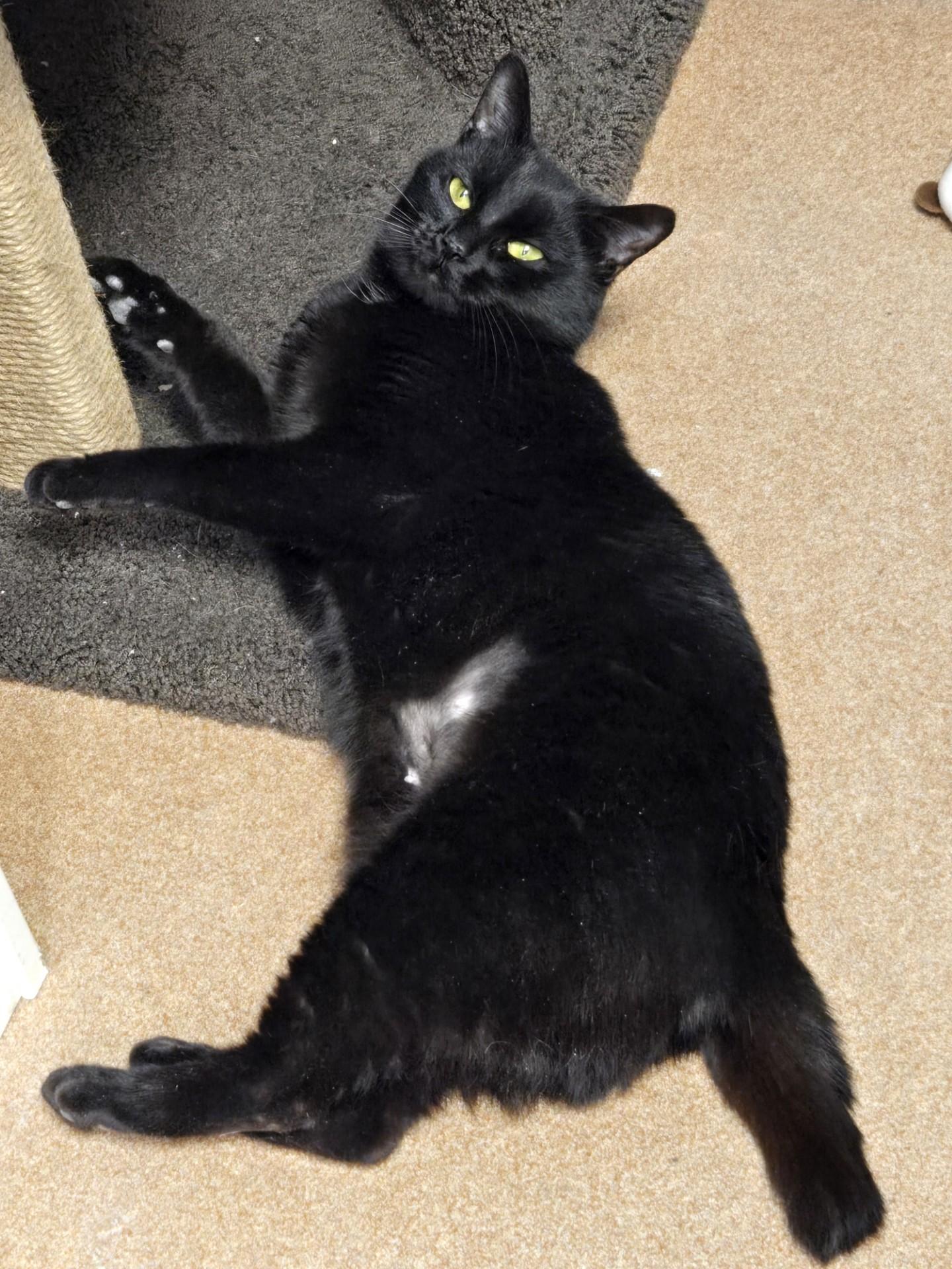 Enlarge Bobbi, a ADOPTABLE Domestic Short Hair in Norwalk, CT image 3/3