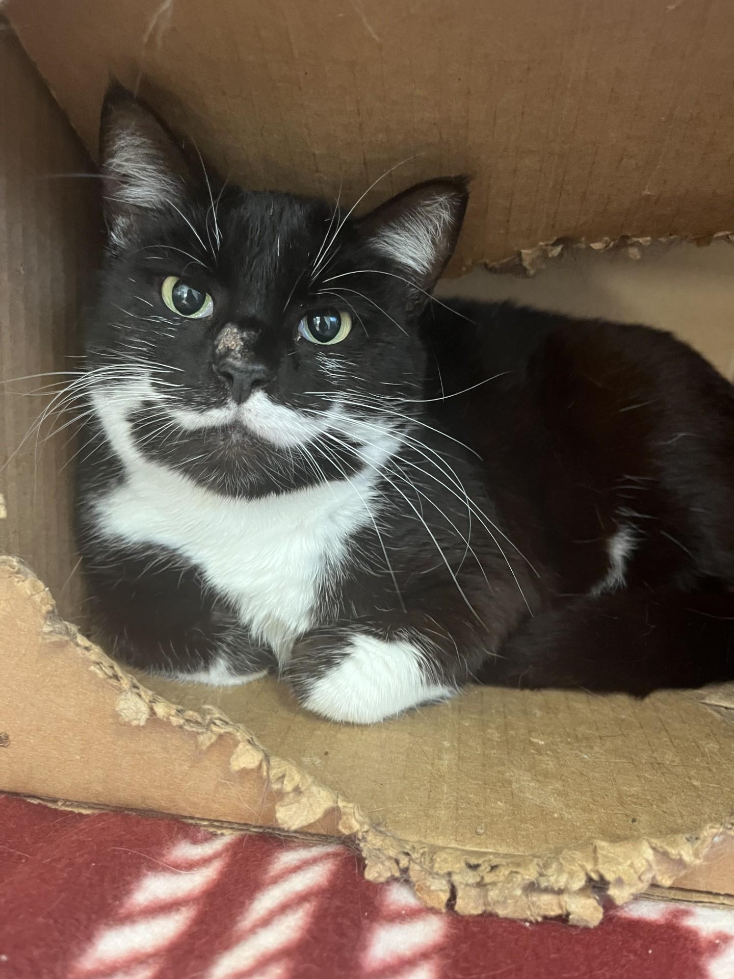 Enlarge Blossom , a ADOPTABLE Domestic Short Hair in Loudon, TN image 1/1