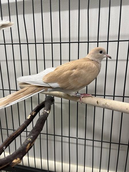 Enlarge Lyre (Cage 2), a Adoptable mixed breed in Stratham, NH image 1/1
