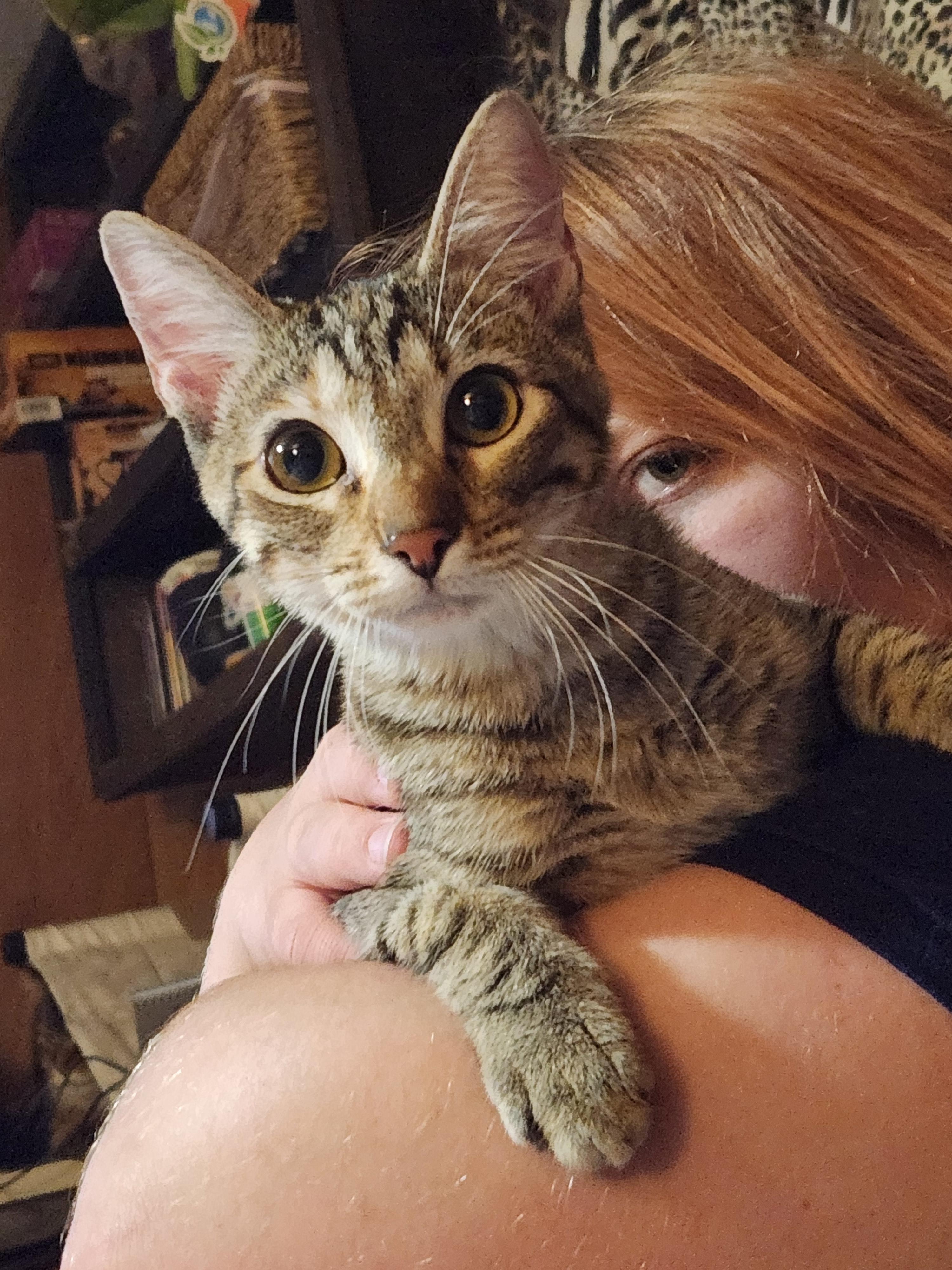 Enlarge Tiffy, a ADOPTABLE Domestic Short Hair in Mount Pleasant, TX image 4/5