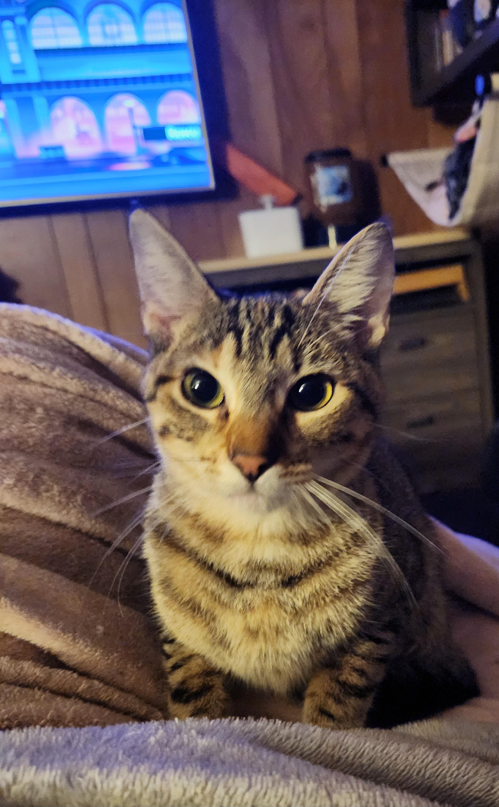 Tiffy, ADOPTABLE, Young Female Domestic Short Hair.