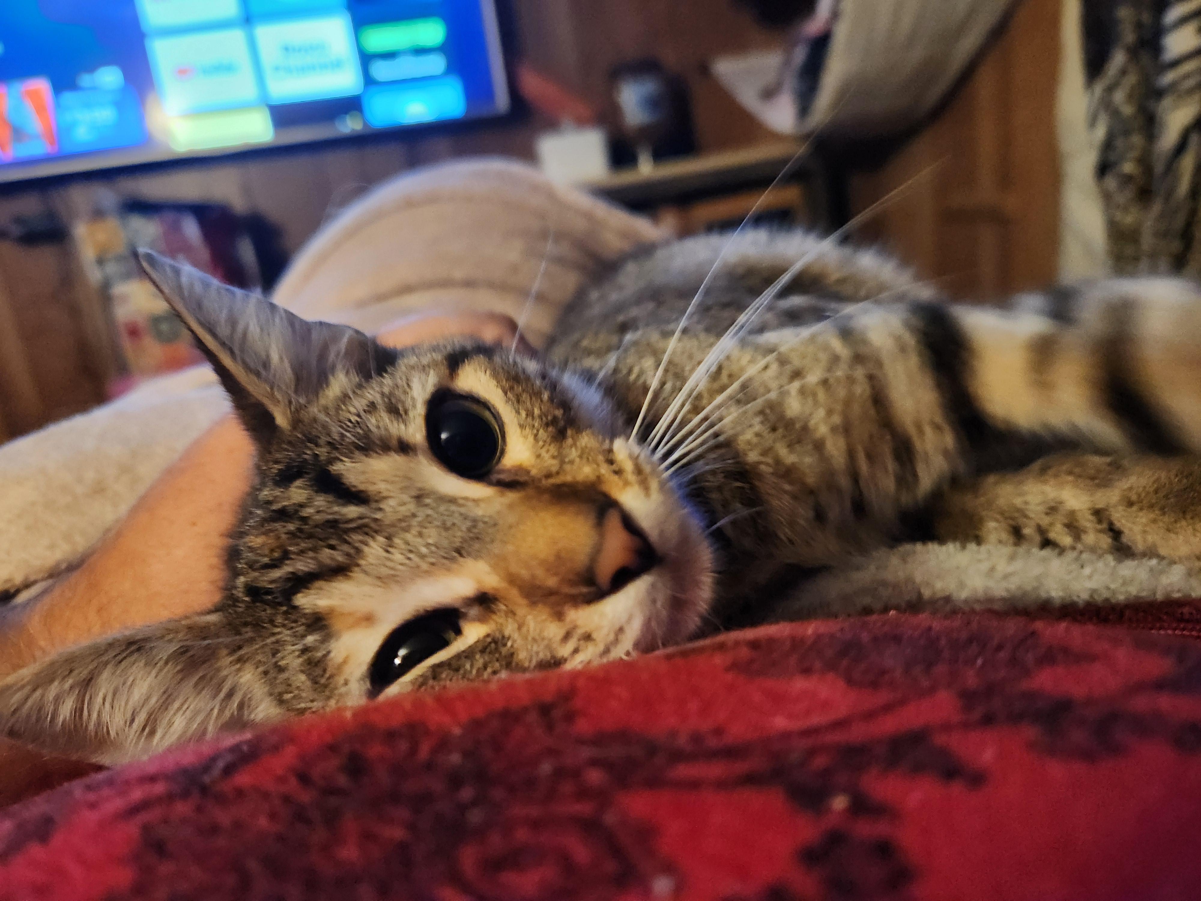 Enlarge Tiffy, a ADOPTABLE Domestic Short Hair in Mount Pleasant, TX image 3/5