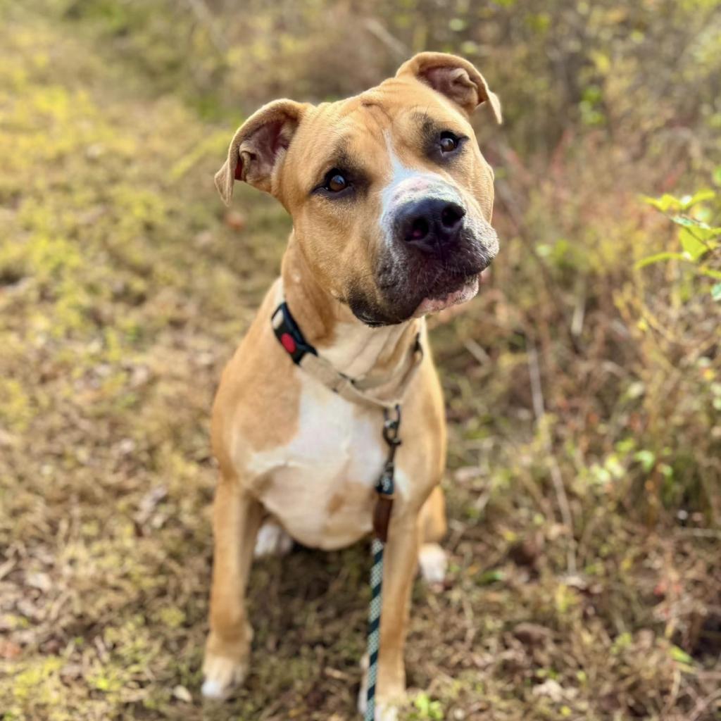 Milk Dud, a Adoptable mixed breed in Mooresville, NC image 1/6