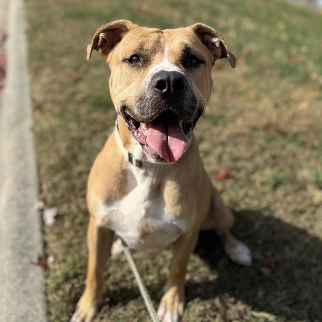 Milk Dud, a Adoptable mixed breed in Mooresville, NC image 2/6
