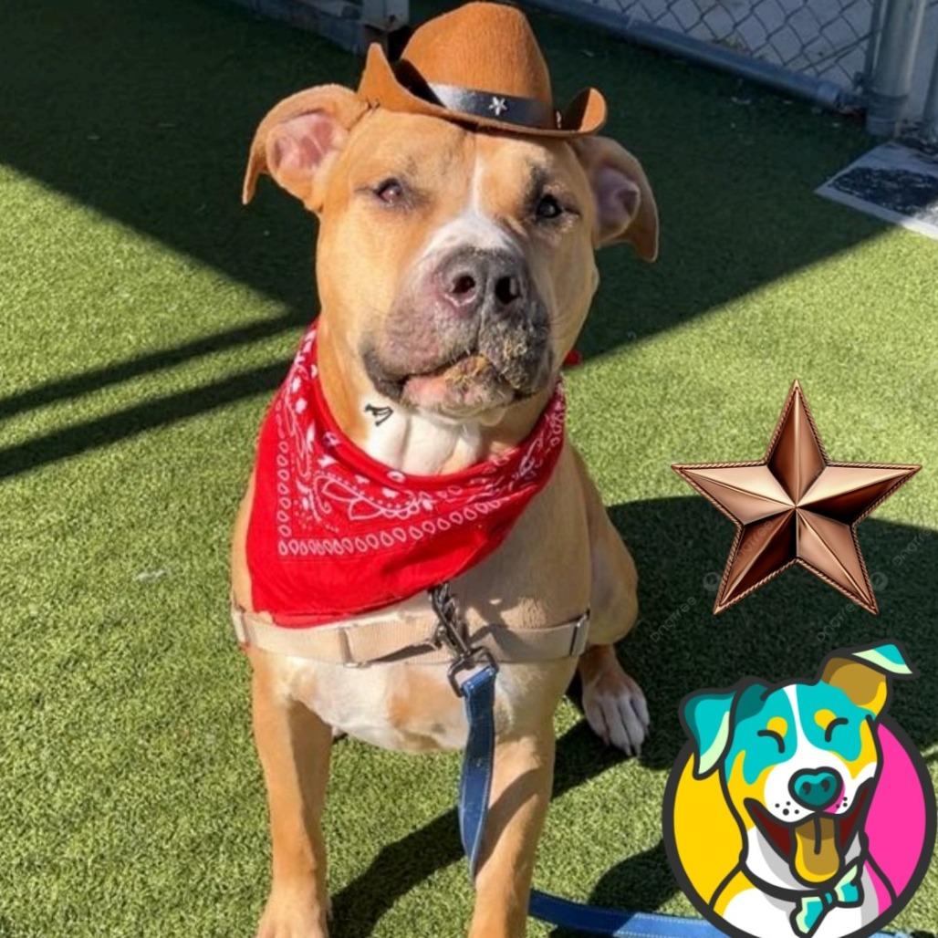 Enlarge Milk Dud, a Adoptable mixed breed in Mooresville, NC image 3/6