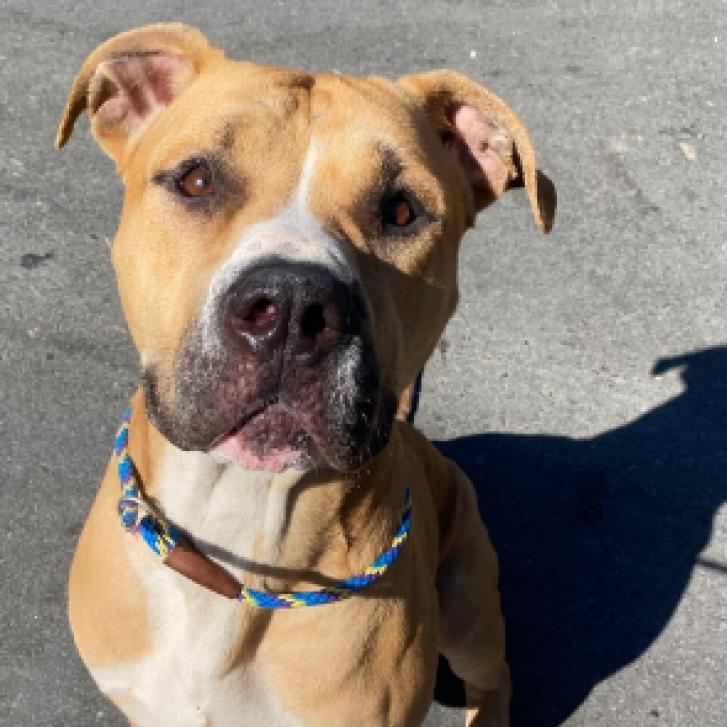 Milk Dud, a Adoptable mixed breed in Mooresville, NC image 3/6