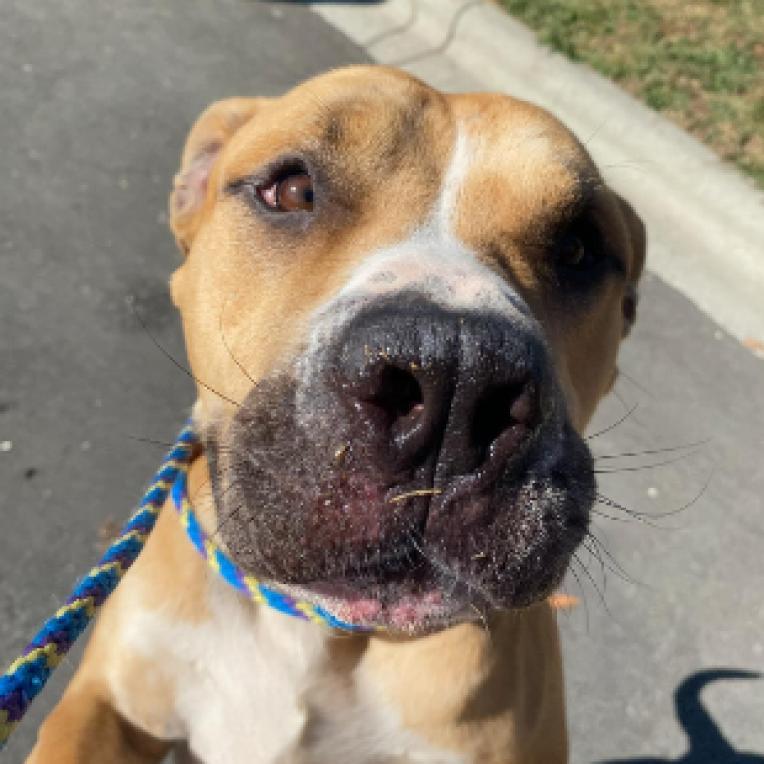 Milk Dud, a Adoptable mixed breed in Mooresville, NC image 4/6