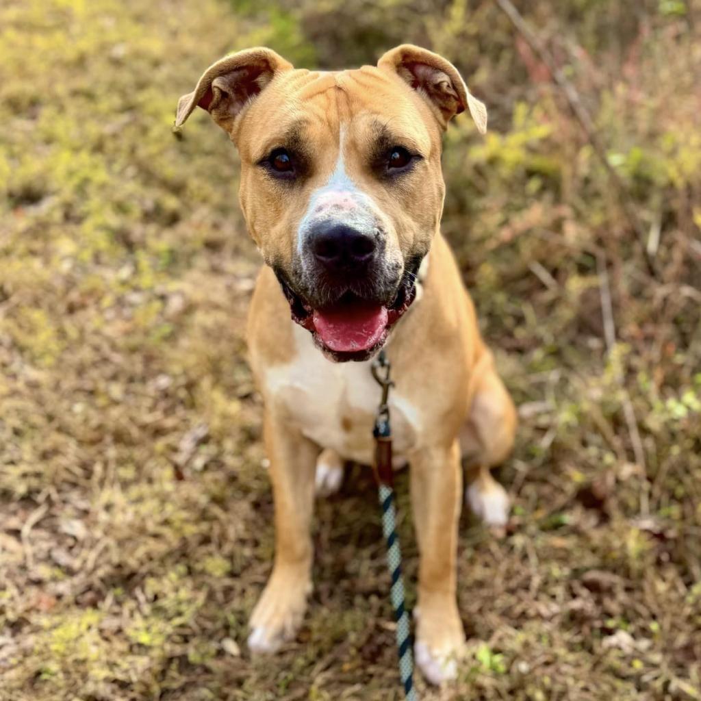 Milk Dud, a Adoptable mixed breed in Mooresville, NC image 5/6