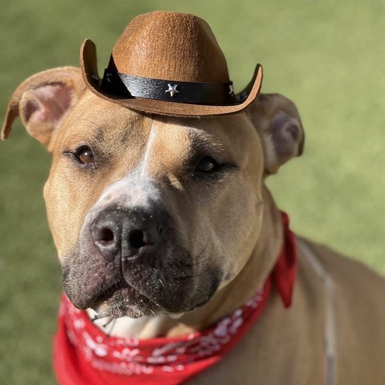 Milk Dud, a Adoptable mixed breed in Mooresville, NC image 6/6