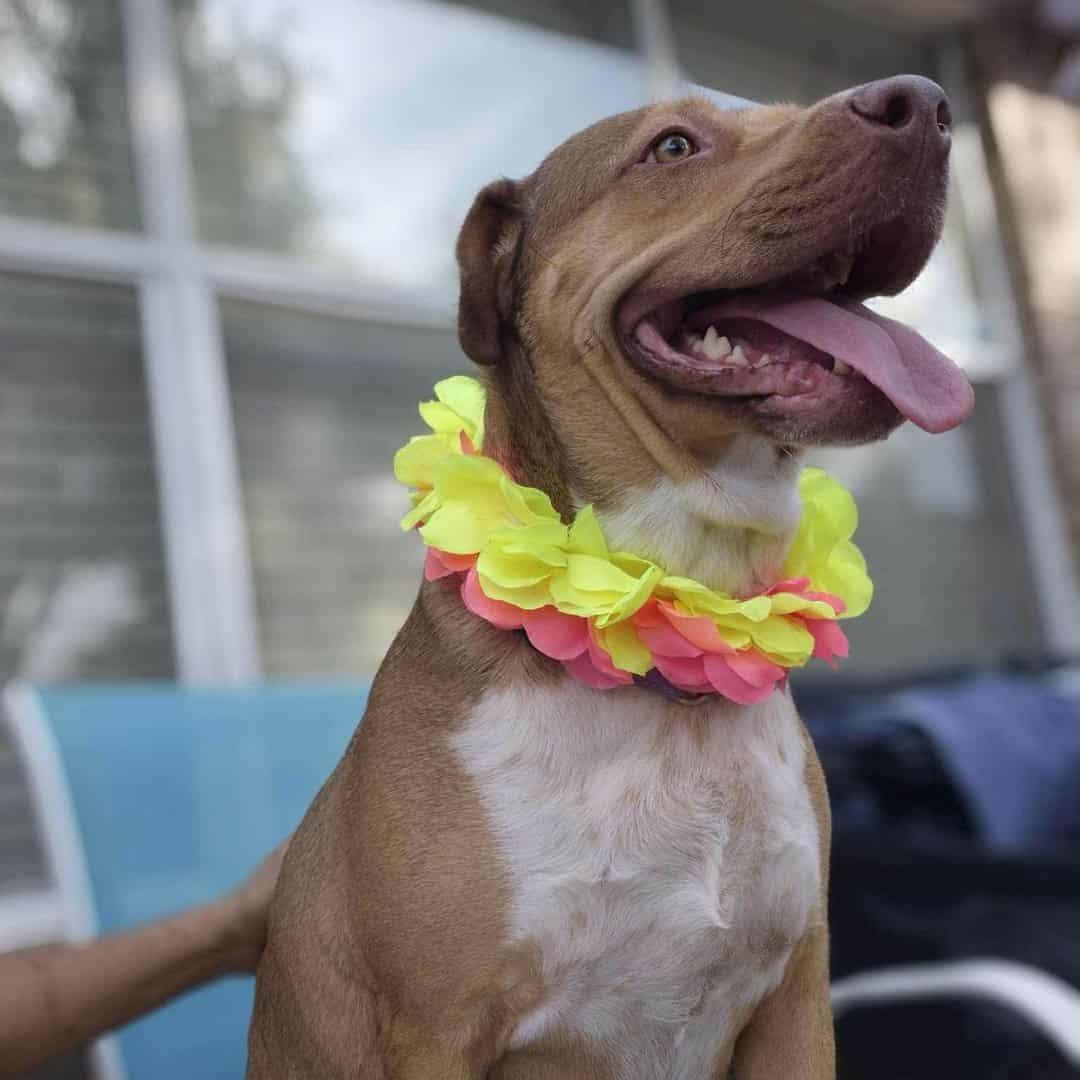 Enlarge CANELITA, a Adoptable mixed breed in Hagerstown, MD image 5/5