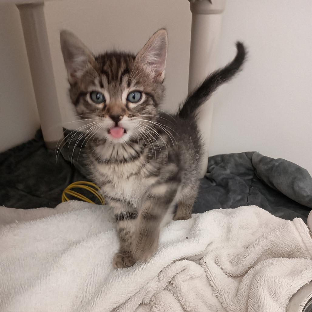 Enlarge Grover, an adopted Domestic Short Hair in Ridgway, CO image 2/3