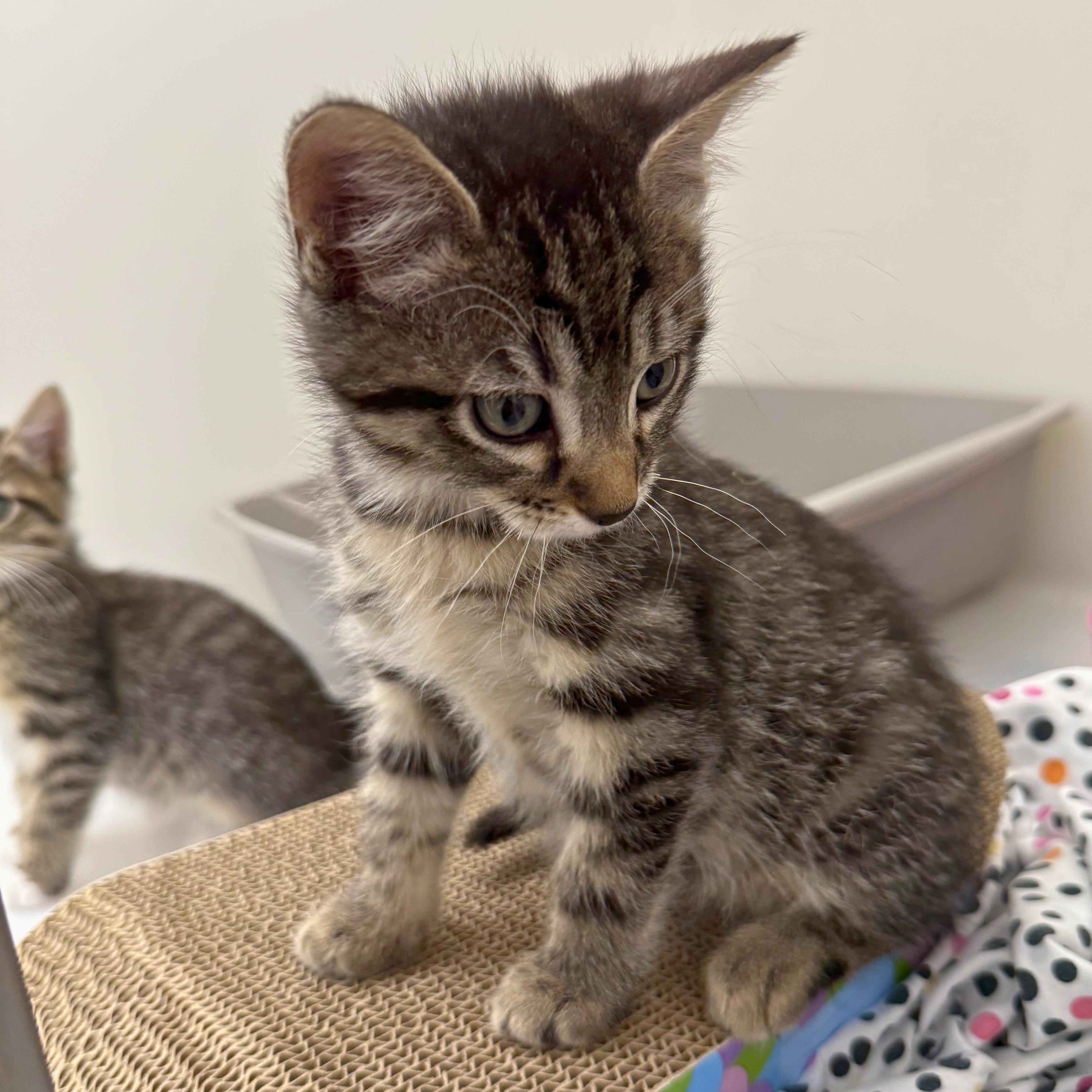 Enlarge Grover, an adopted Domestic Short Hair in Ridgway, CO image 3/3