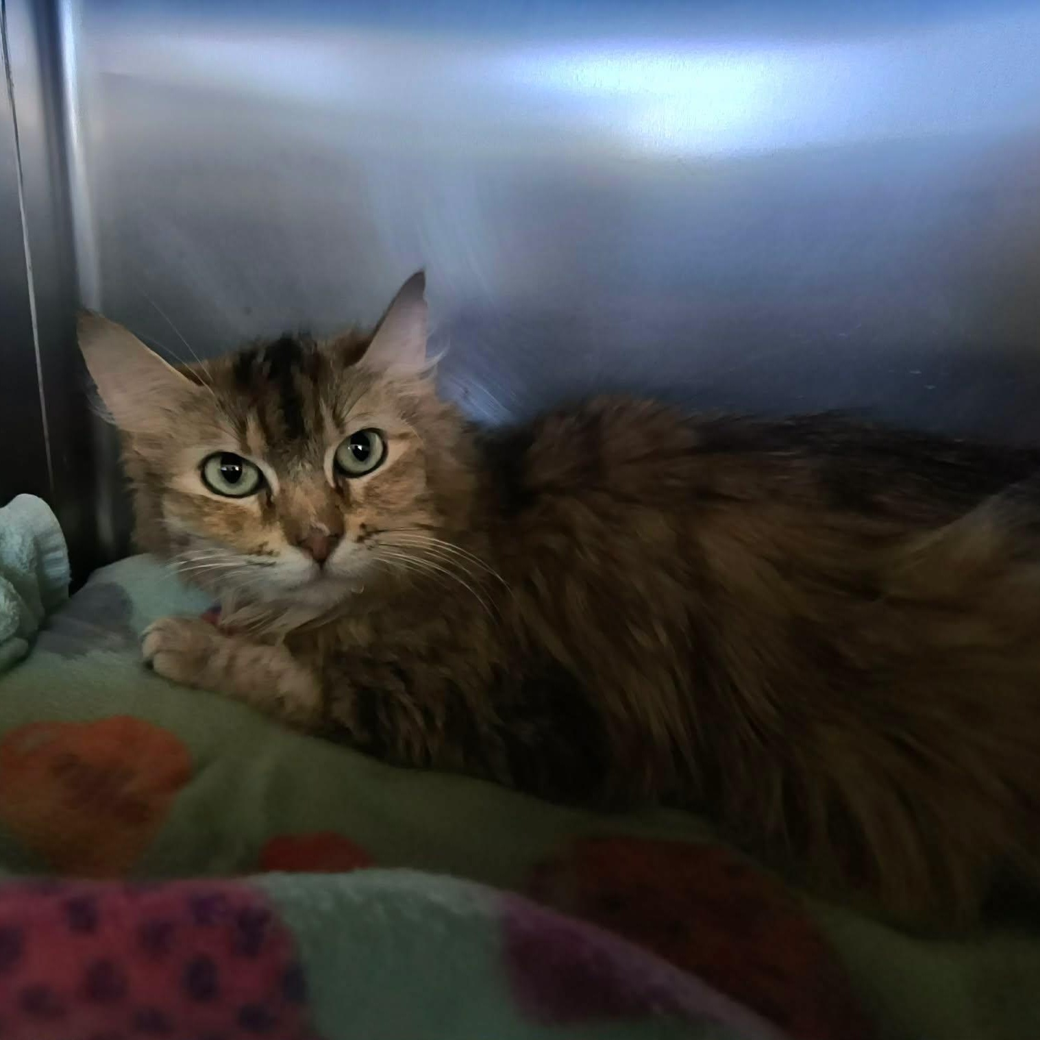 Topaz, ADOPTABLE, Adult Female Domestic Long Hair.