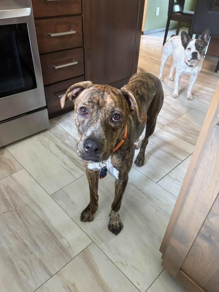 Enlarge Bocephus $450, a Adoptable Hound in Milwaukee, WI image 1/6