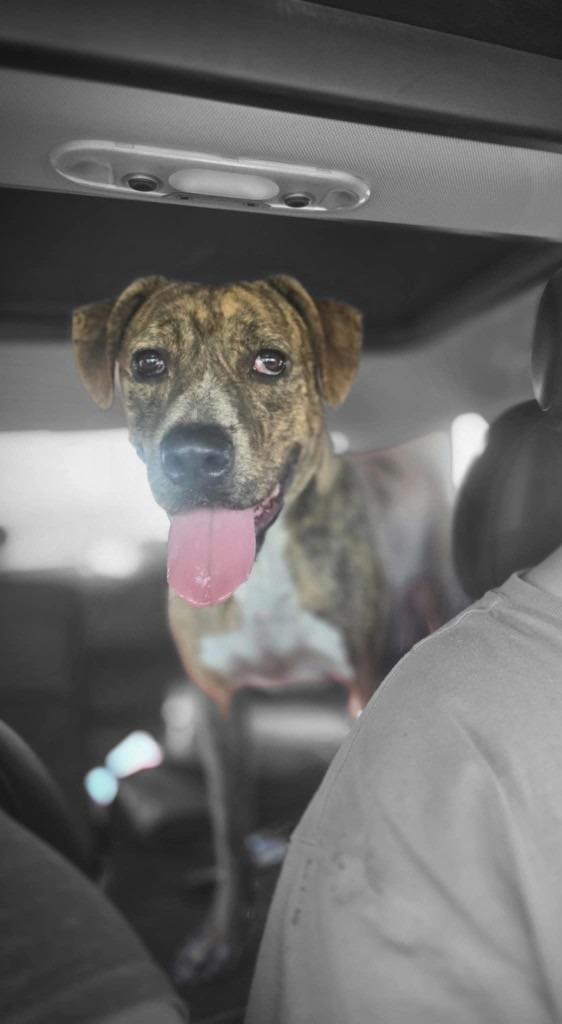 Enlarge Bocephus $450, a Adoptable Hound in Milwaukee, WI image 2/6