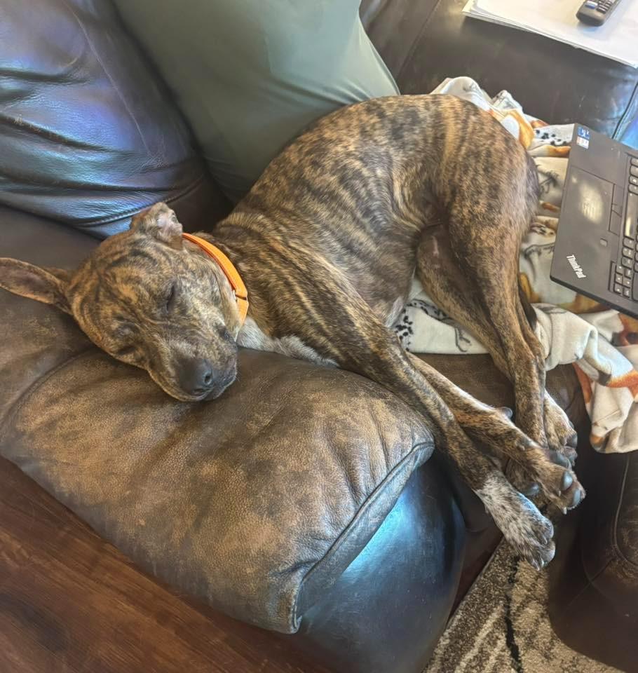 Enlarge Bocephus $450, a Adoptable Hound in Milwaukee, WI image 3/6