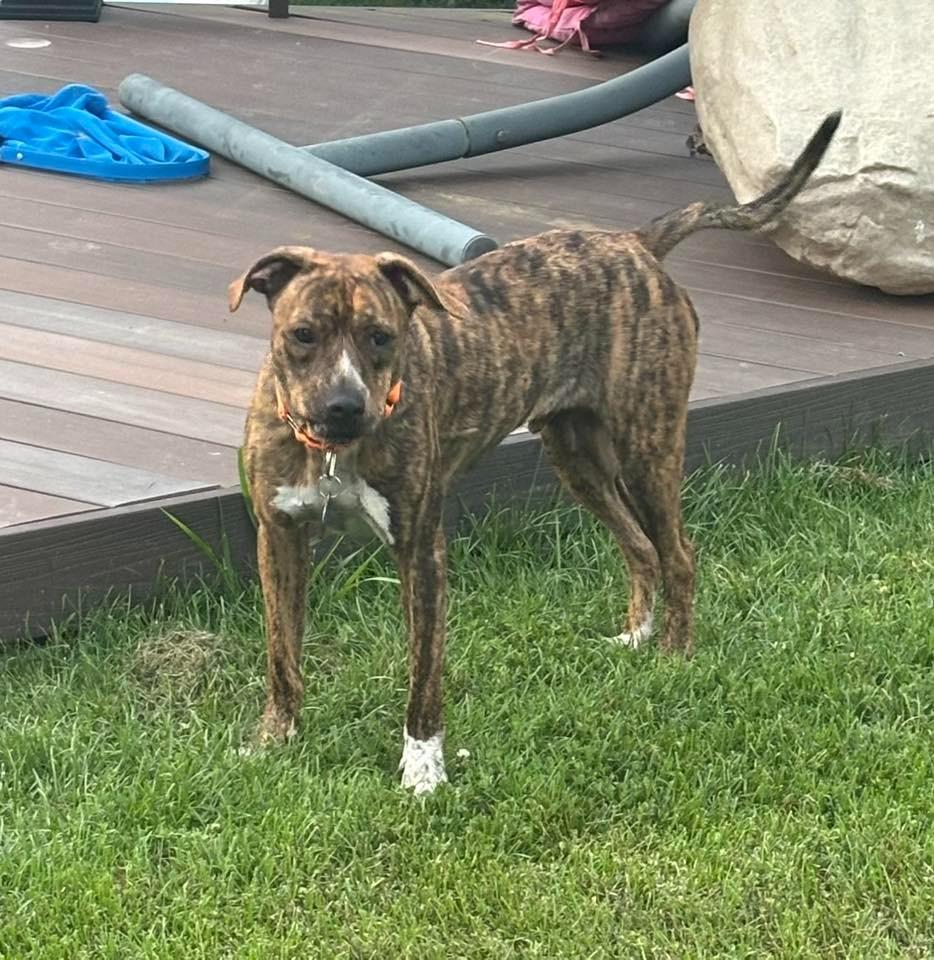 Enlarge Bocephus $450, a Adoptable Hound in Milwaukee, WI image 4/6