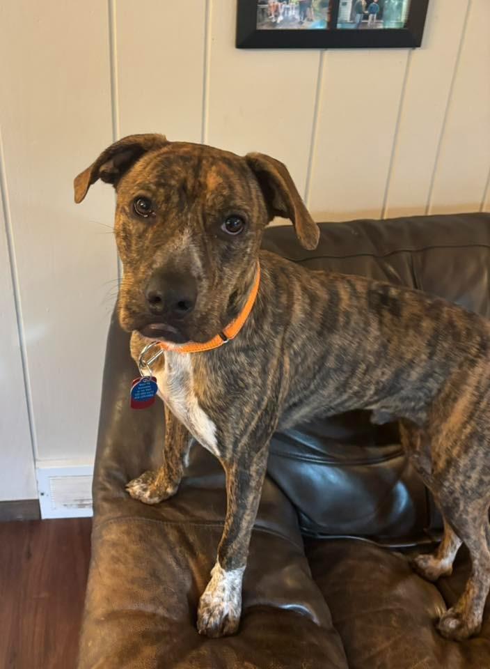 Enlarge Bocephus $450, a Adoptable Hound in Milwaukee, WI image 5/6