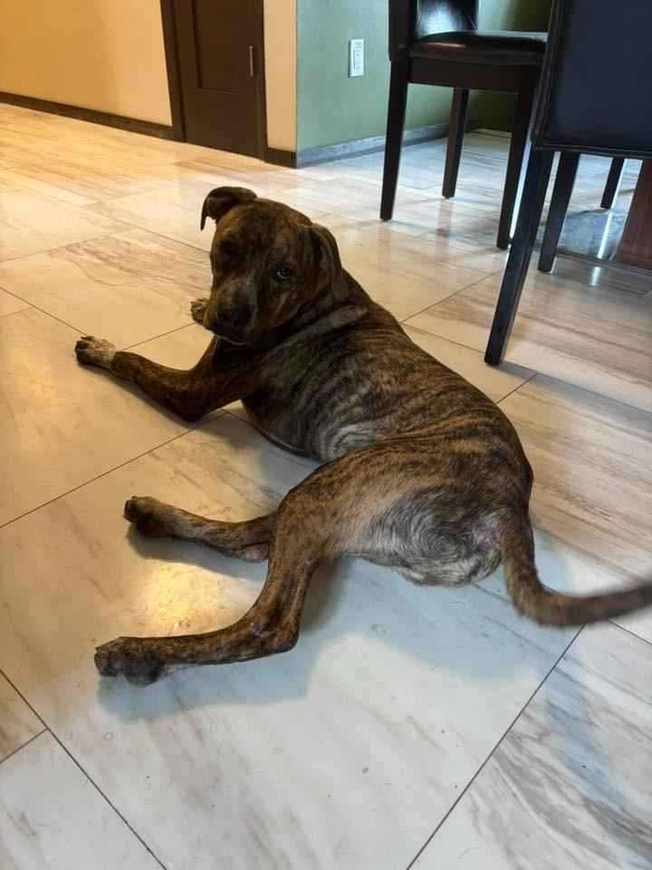 Enlarge Bocephus $450, a Adoptable Hound in Milwaukee, WI image 6/6