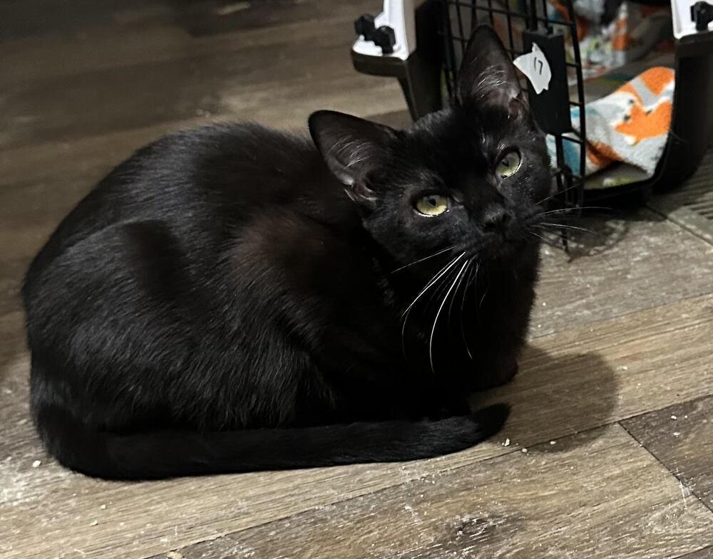 Calliope, Adoptable, Kitten Female Domestic Short Hair.