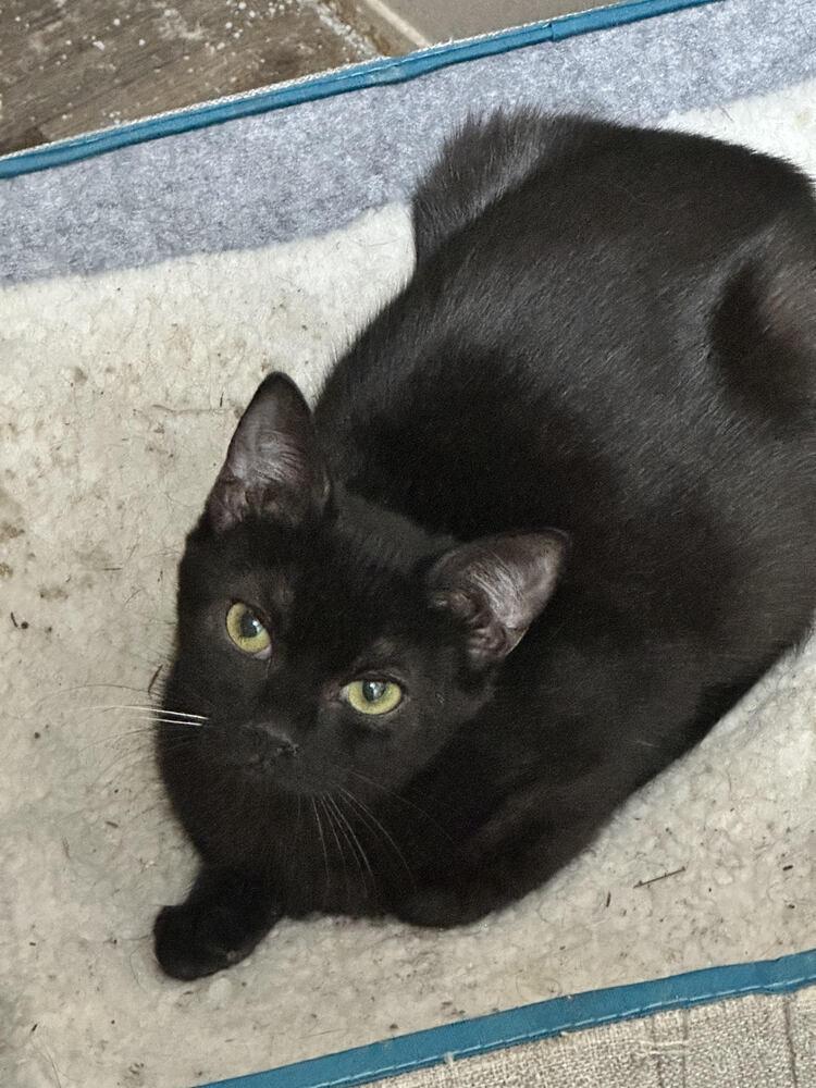 Enlarge Calliope, a Adoptable mixed breed in Youngsville, NC image 6/6