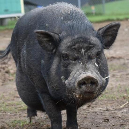Walter, Adoptable, Senior Male Vietnamese Pot Bellied.