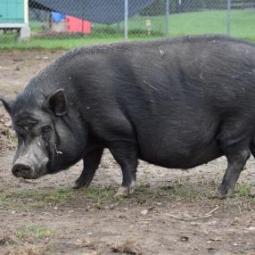 Walter, a Adoptable Vietnamese Pot Bellied in Fairport, NY image 2/3