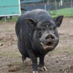 Walter, a Adoptable Vietnamese Pot Bellied in Fairport, NY image 3/3