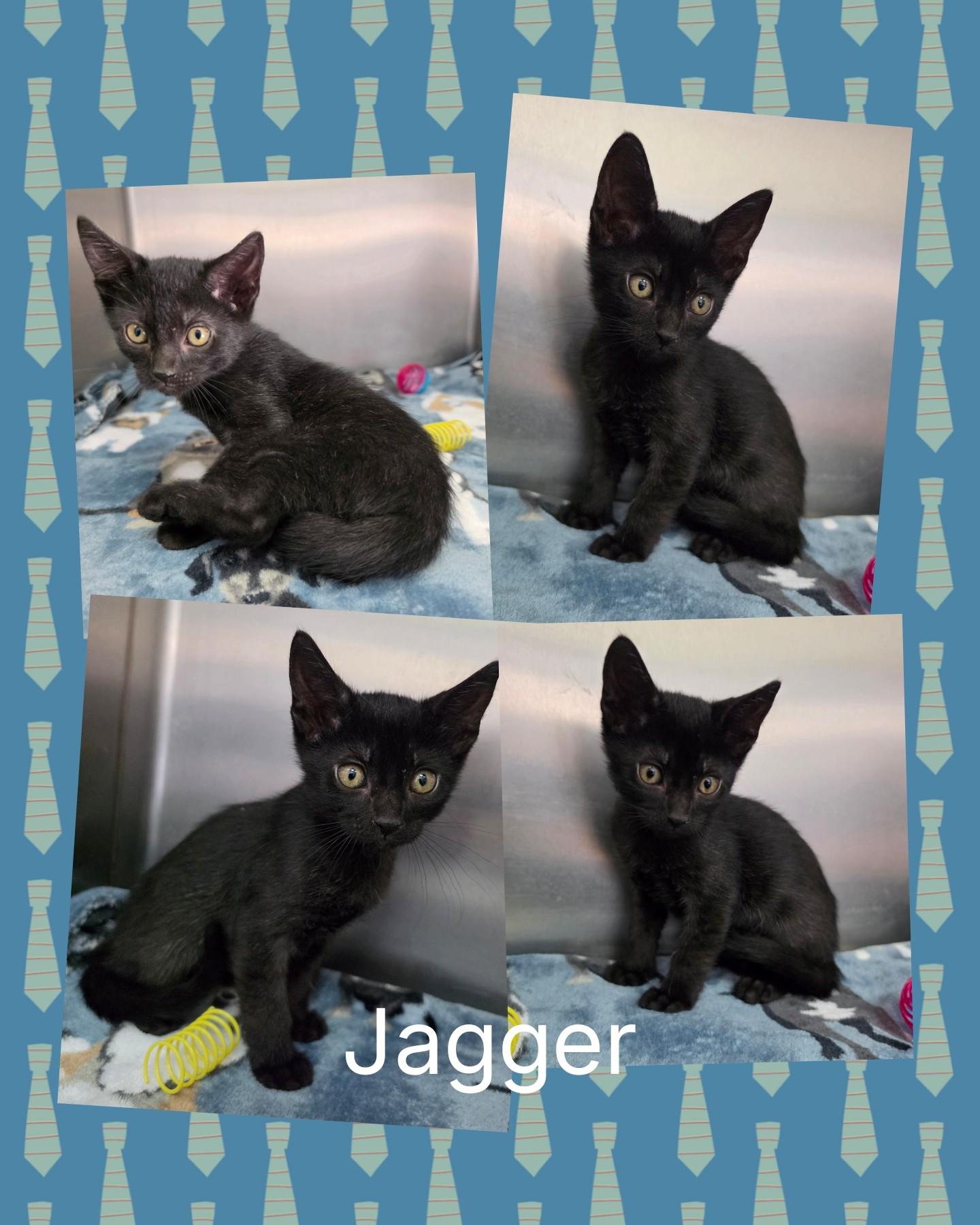 Enlarge Jagger, a ADOPTABLE mixed breed in Universal City, TX image 1/1