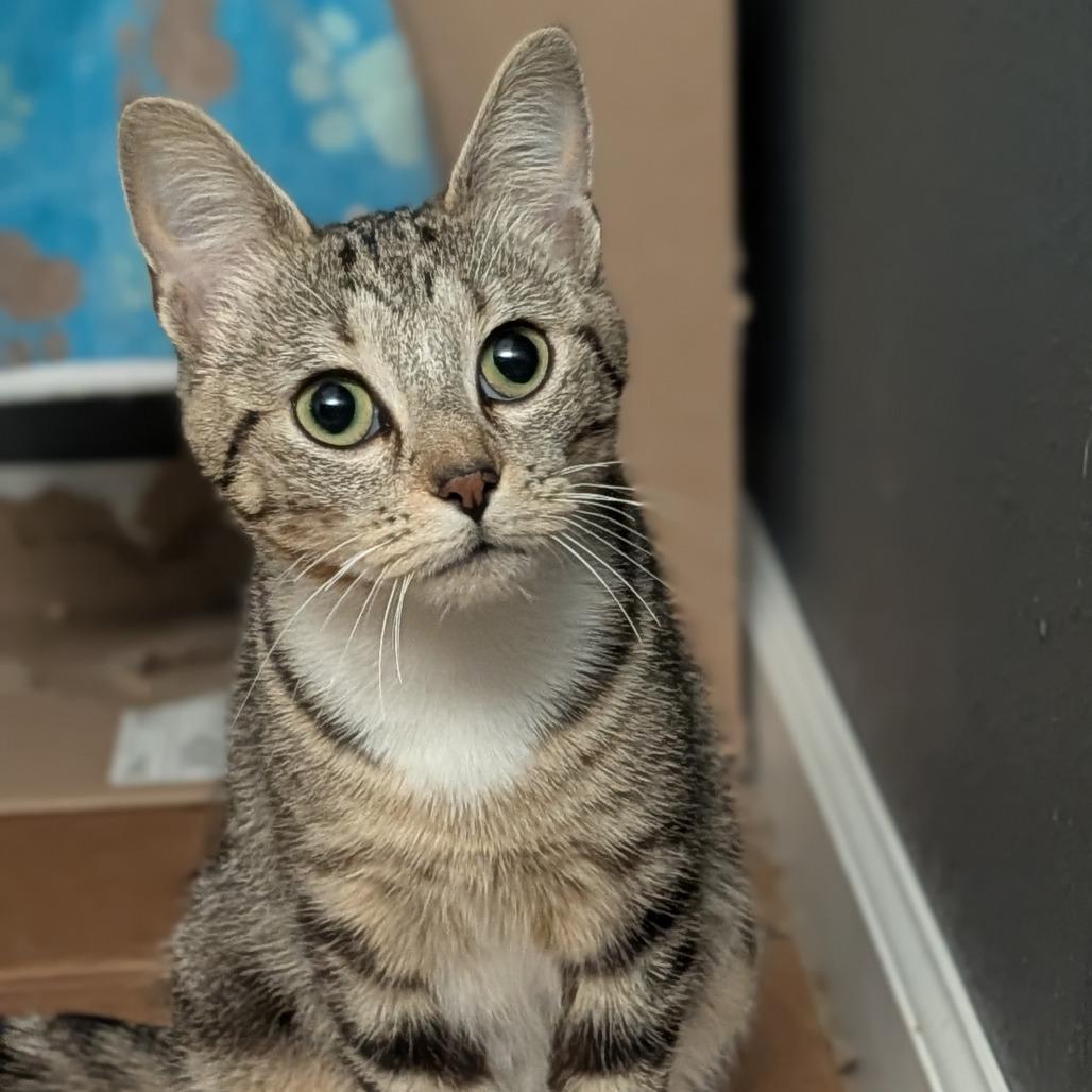 Enlarge Betty Boop, a ADOPTABLE Domestic Short Hair in Cape Girardeau, MO image 1/3