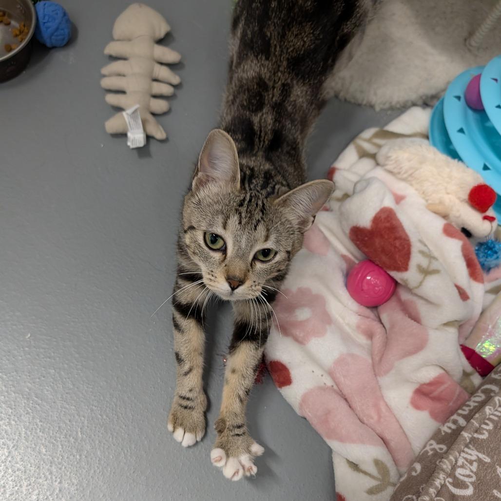 Enlarge Betty Boop, a ADOPTABLE Domestic Short Hair in Cape Girardeau, MO image 2/3