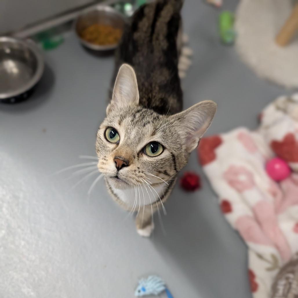 Enlarge Betty Boop, a ADOPTABLE Domestic Short Hair in Cape Girardeau, MO image 3/3