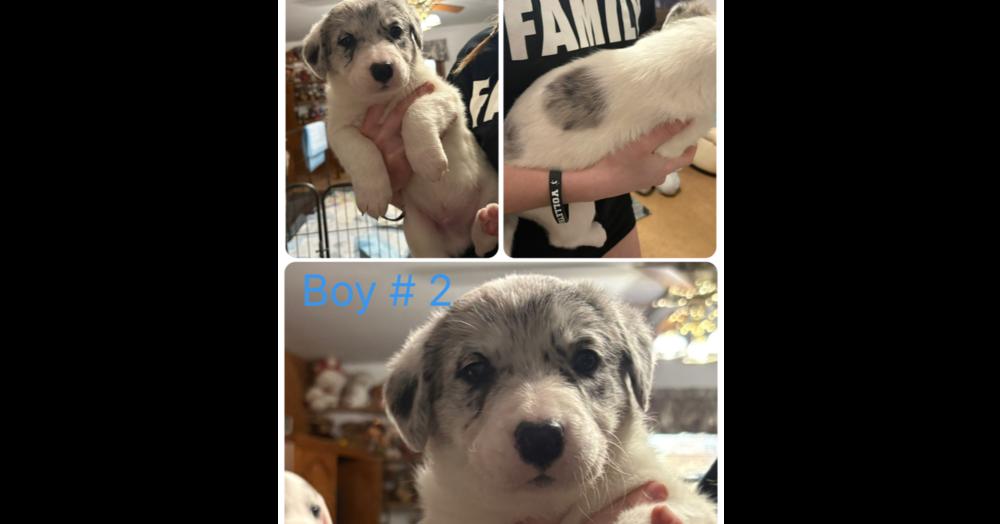 Enlarge Myles, an adopted mixed breed in New Lenox, IL image 1/1