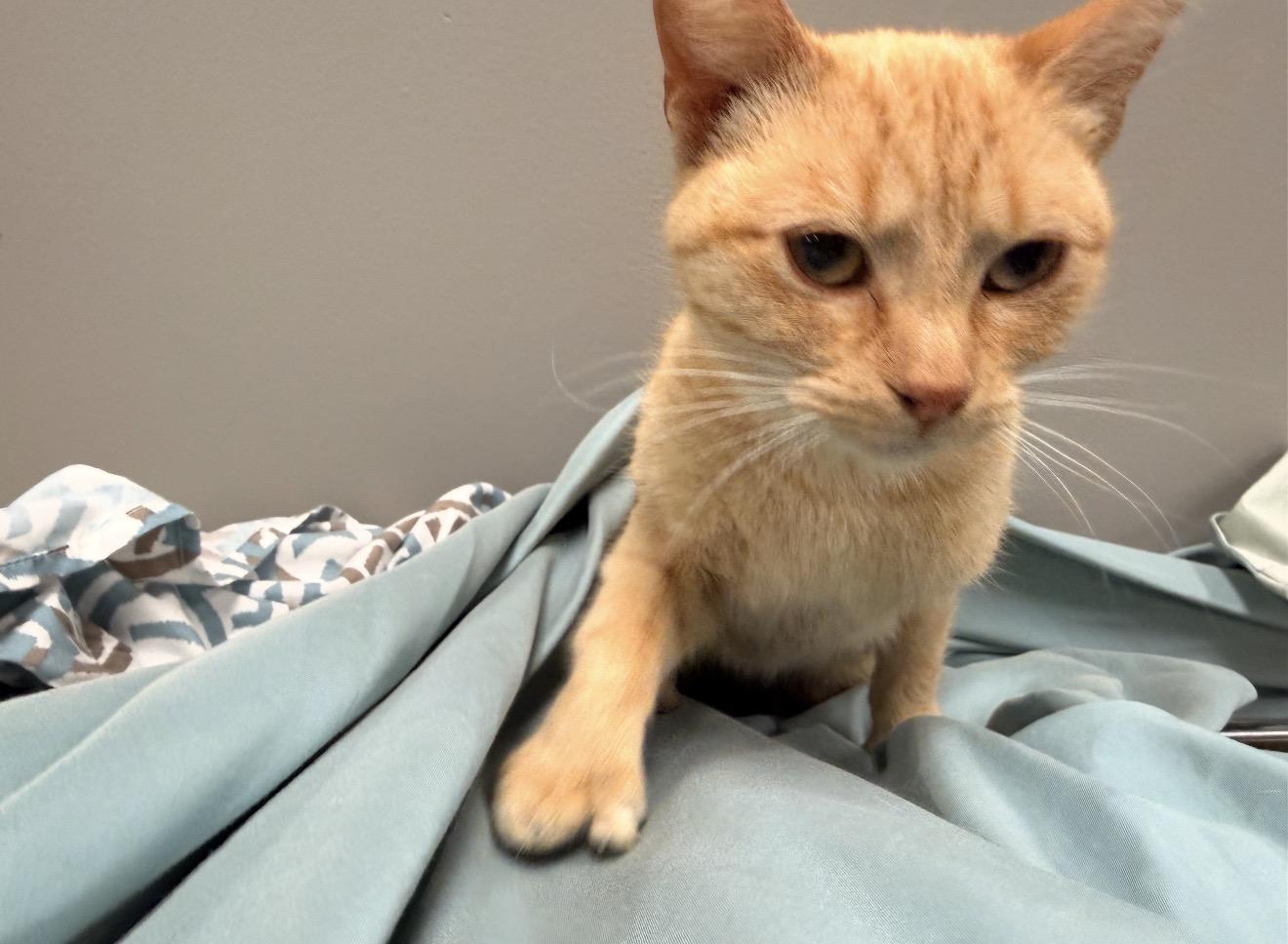 Enlarge Sookie, an adopted mixed breed in East Dundee , IL image 3/4