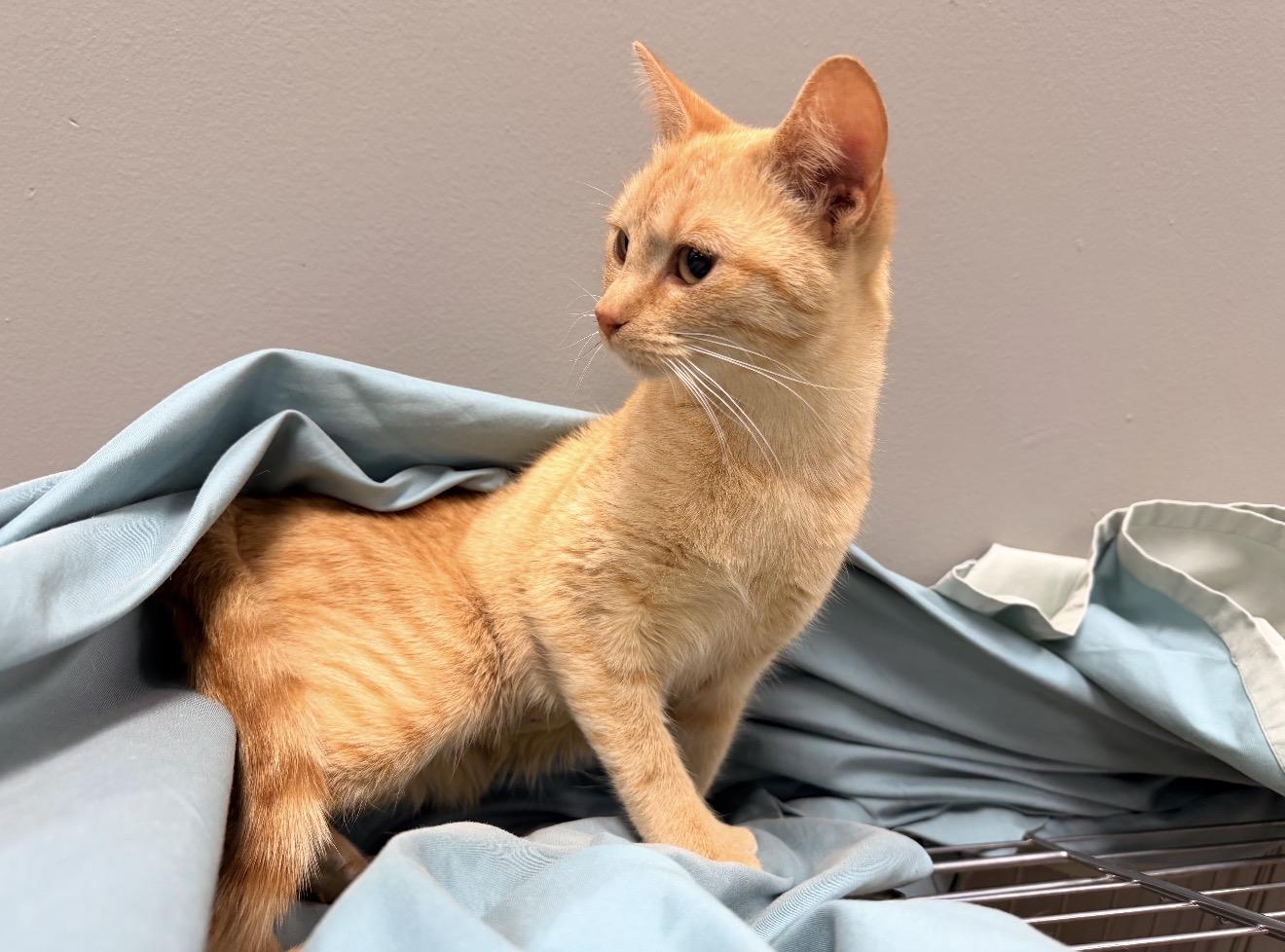 Enlarge Sookie, an adopted mixed breed in East Dundee , IL image 2/4