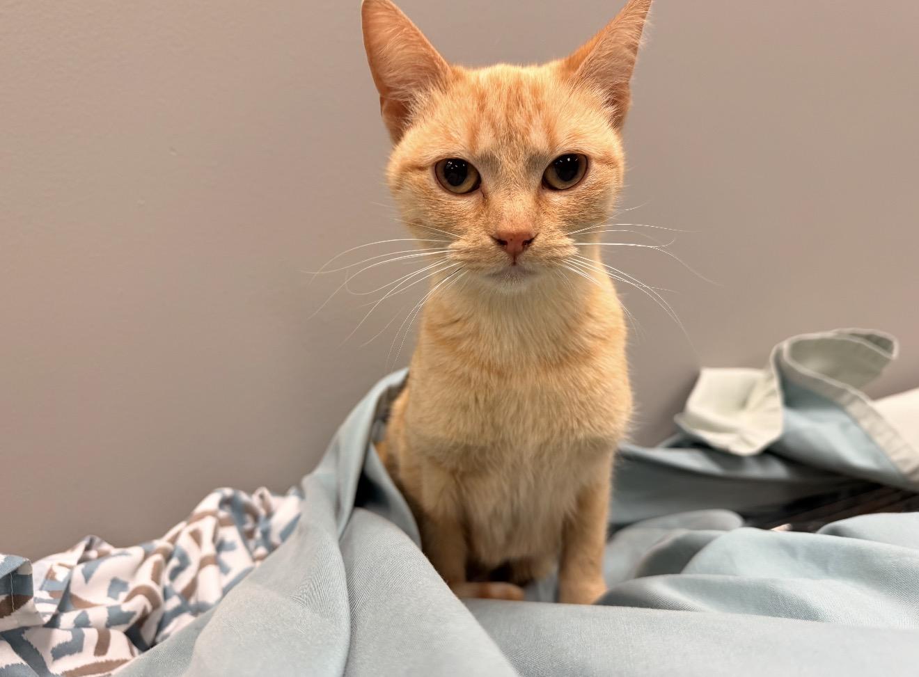 Enlarge Sookie, an adopted mixed breed in East Dundee , IL image 1/4