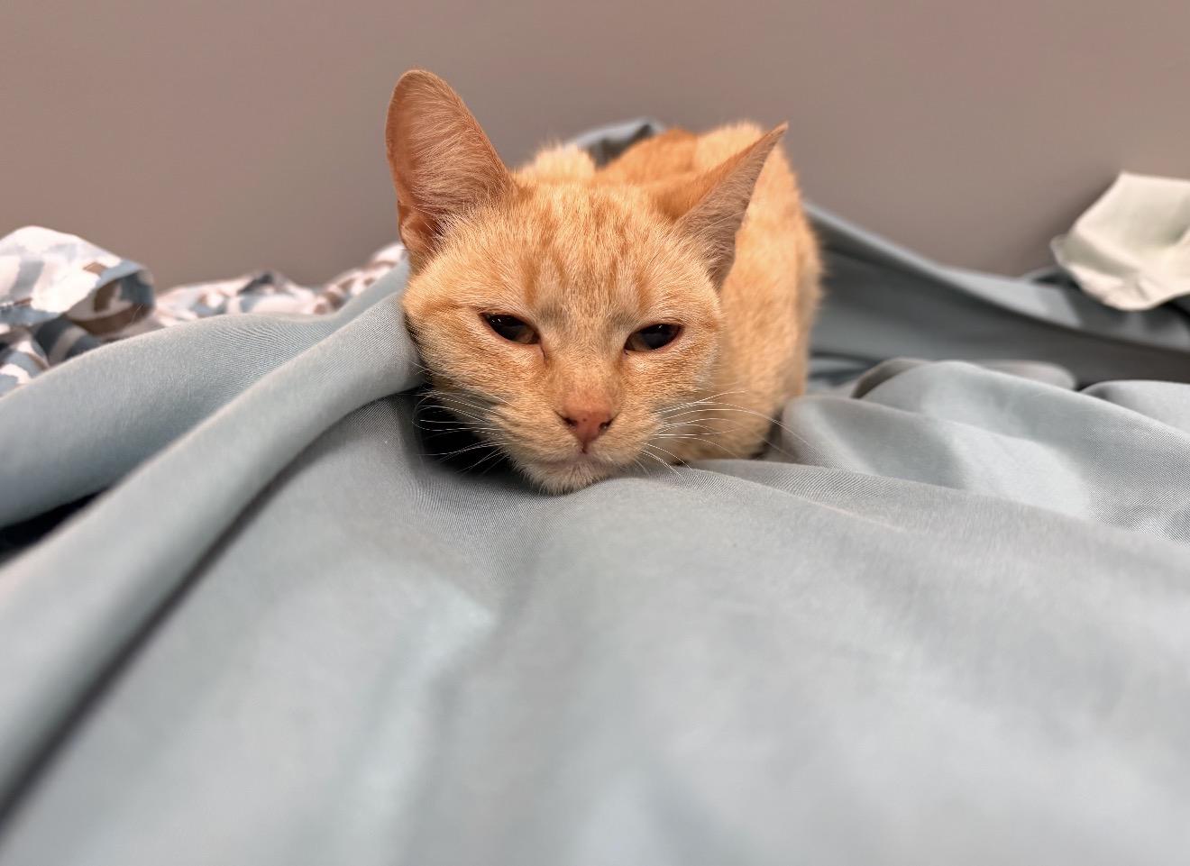 Enlarge Sookie, an adopted mixed breed in East Dundee , IL image 4/4