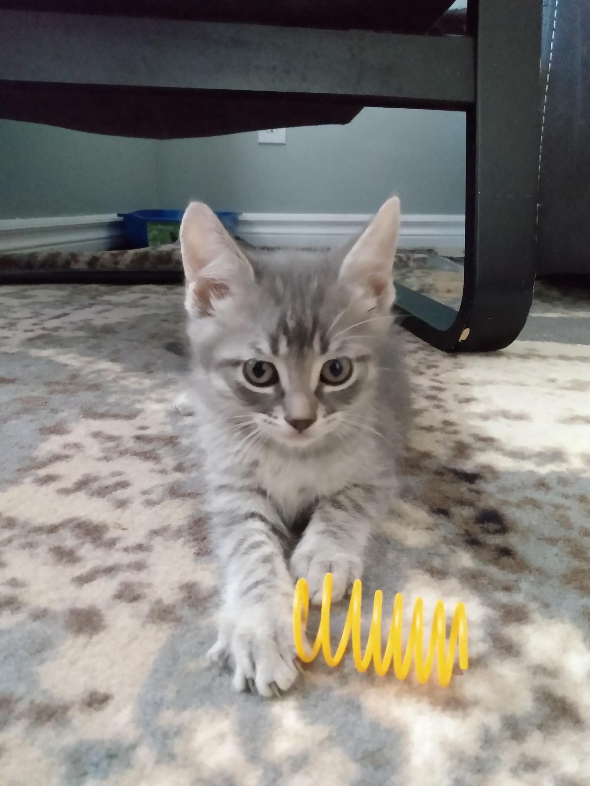 Enlarge HUEY, a Adoptable Tabby in Niagara on the Lake, ON image 1/1