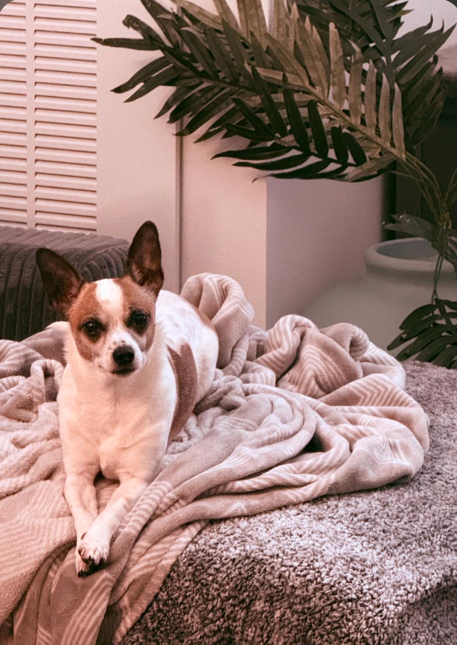 Enlarge Opalite, a Adopted mixed breed in Sioux Falls, SD image 1/1