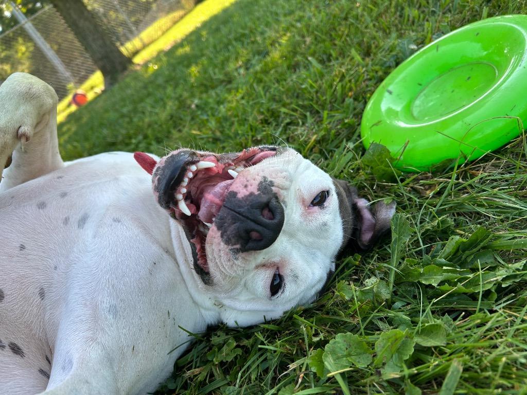 Tatum, Adoptable, Adult Female American Bulldog & Pit Bull Terrier.