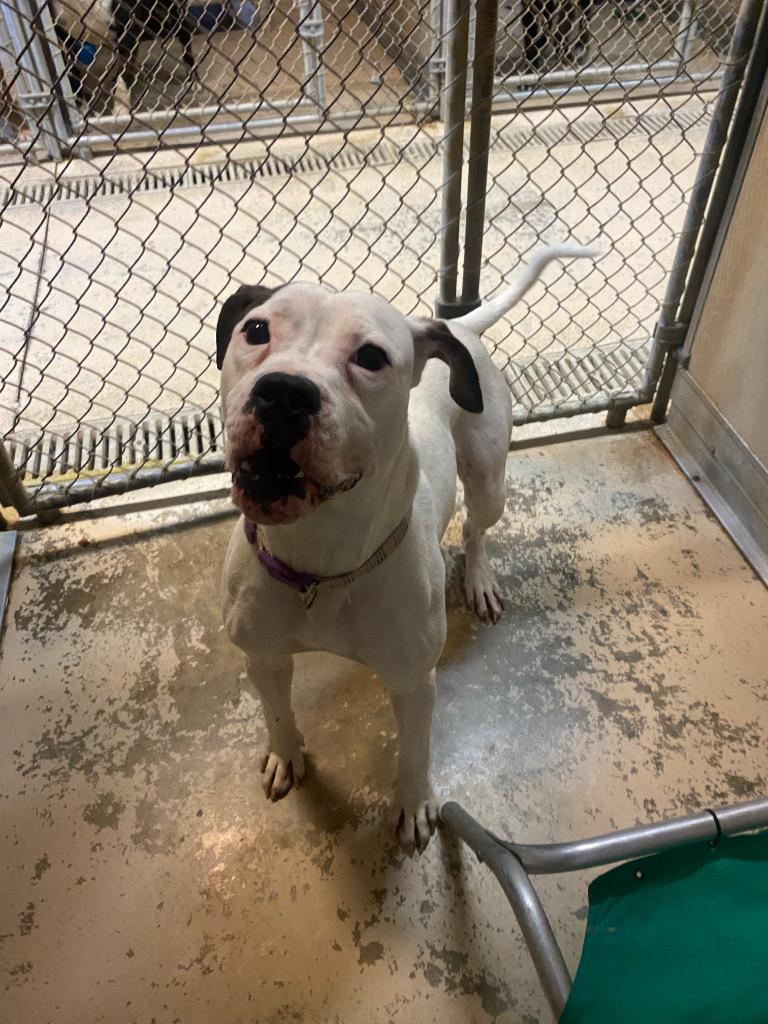 Tatum, a Adoptable mixed breed in West Union, OH image 3/5