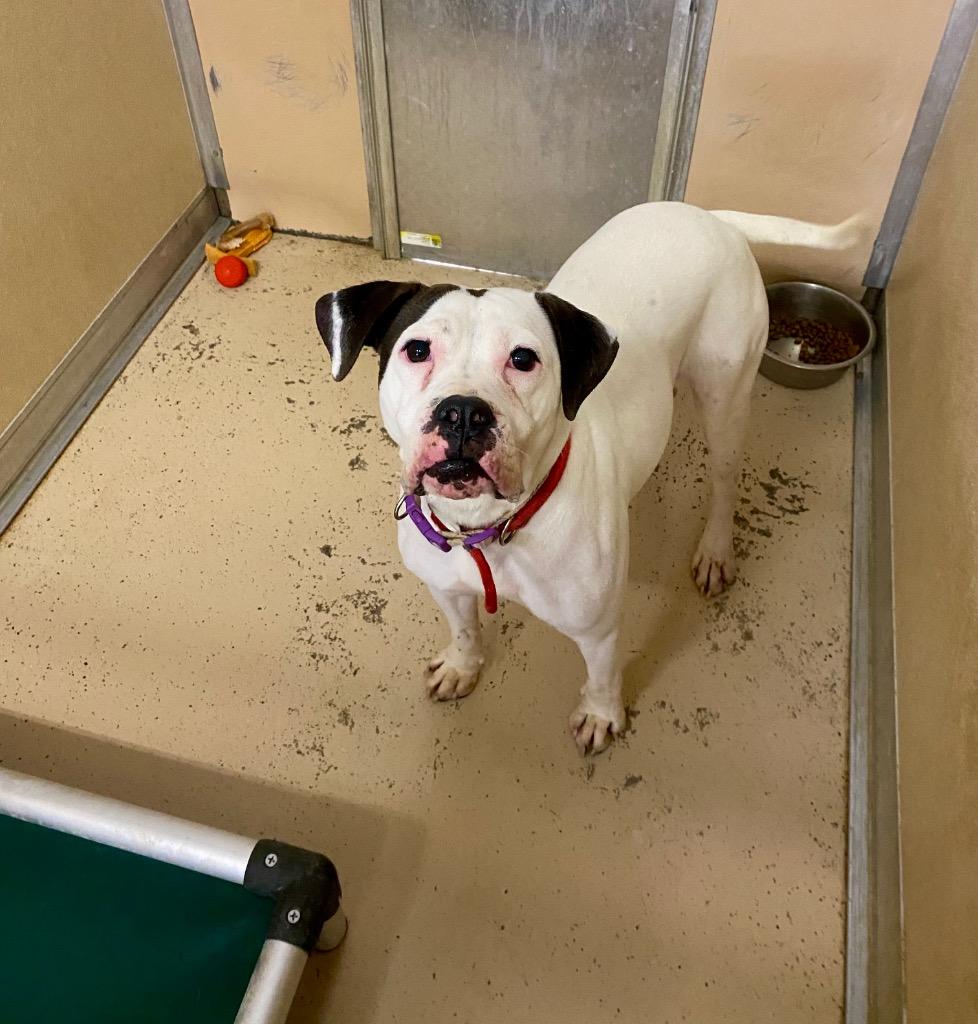 Tatum, a Adoptable mixed breed in West Union, OH image 4/5