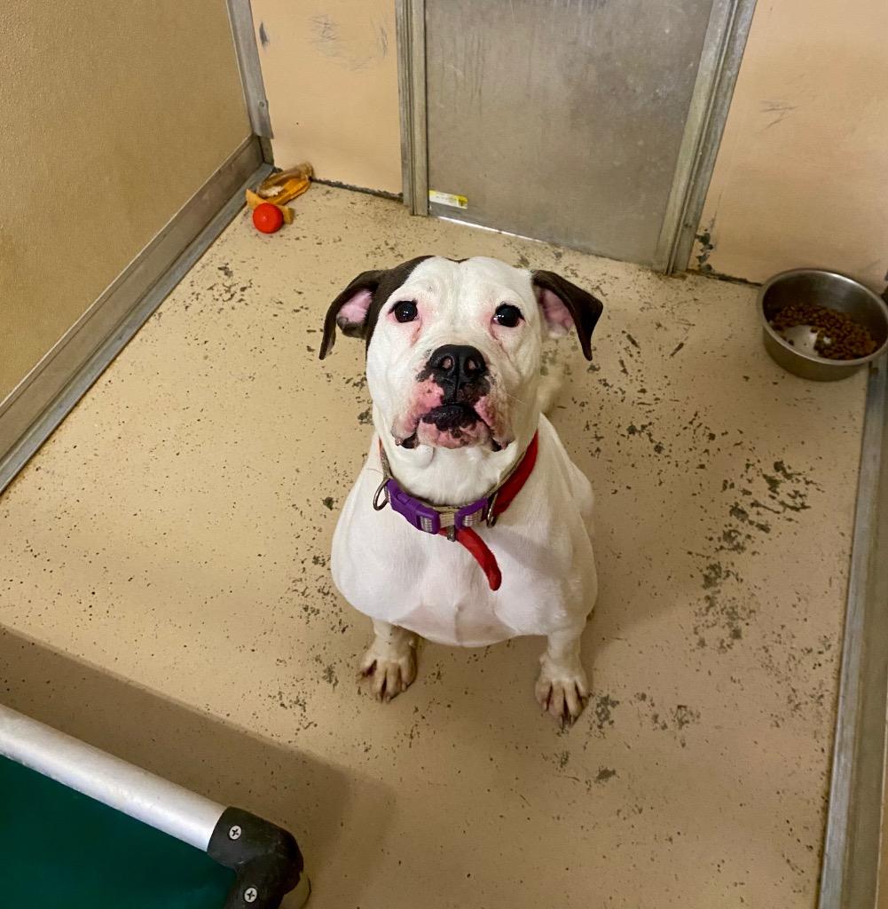 Tatum, Adoptable, Adult Female American Bulldog & Pit Bull Terrier.