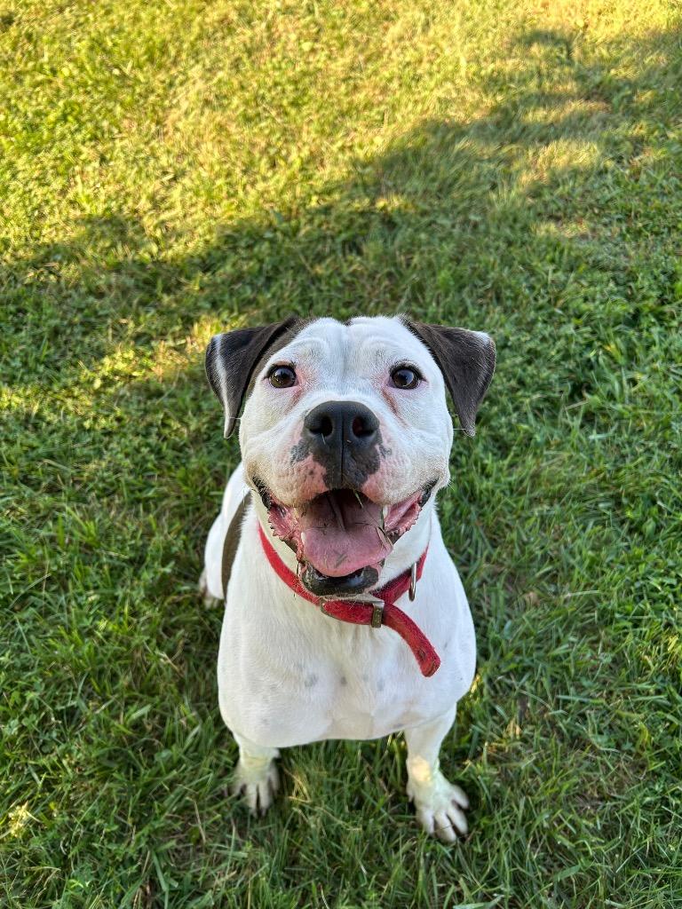 Enlarge Tatum, a Adoptable mixed breed in West Union, OH image 4/5