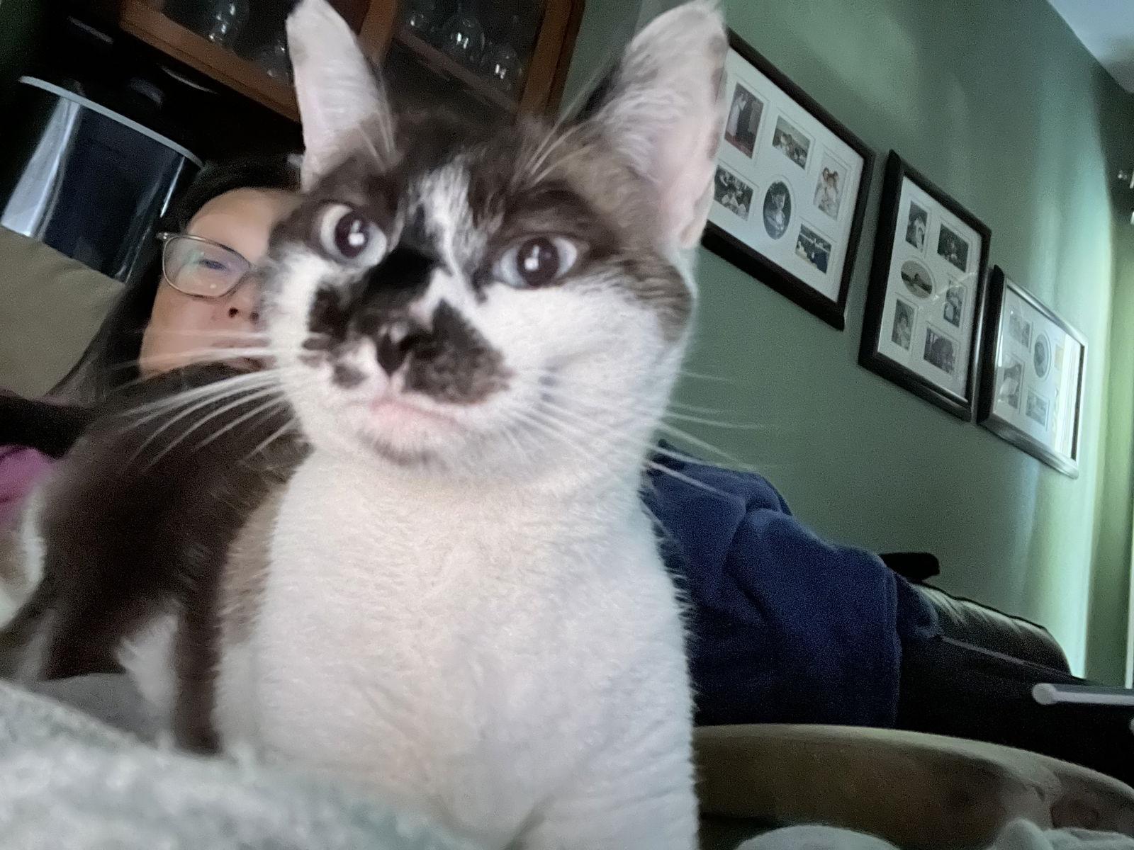 Willow (Courtesy Post), Adoptable, Adult Female Snowshoe & Siamese.